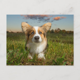 Carte Postale Animaux de bébés cutest Corgi dans le nuage
