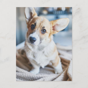 Carte Postale Animaux de bébés cutest   Corgi Head Tilt
