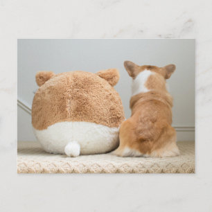 Carte Postale Animaux de bébés cutest   Corgi & Plush Puppy