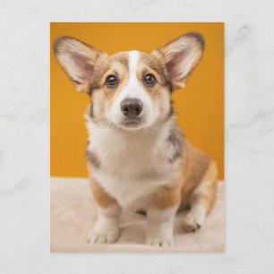 Carte Postale Animaux de bébés cutest   Corgi Portrait sur Orang