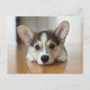 Carte Postale Animaux de bébés cutest   Corgi Puppy