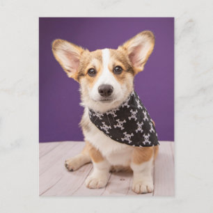 Carte Postale Animaux de bébés cutest   Corgi Puppy Skull Bandan