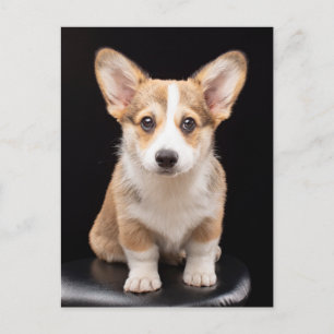 Carte Postale Animaux de bébés cutest   Corgi Puppy Standing Hau