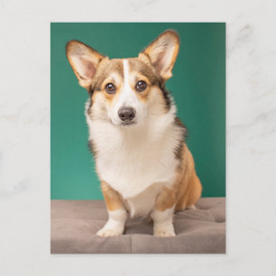 Carte Postale Animaux de bébés cutest   Corgi sur Turquoise