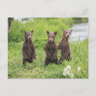 Carte Postale Animaux de bébés cutest   Cubes d'ours Brown Kamch