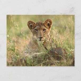 Carte Postale Animaux de bébés cutest   Cute Baby Lion Cub