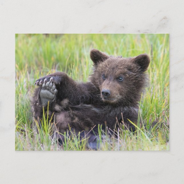 Carte Postale Animaux de bébés cutest | Cute Brown Bear Cub Joue (Devant)