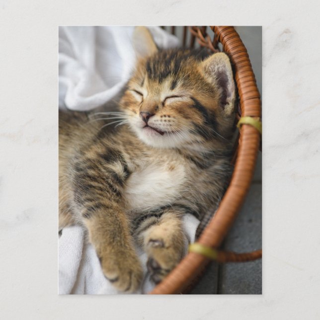 Carte Postale Animaux de bébés cutest | Cute Tabby Chat Dormir (Devant)