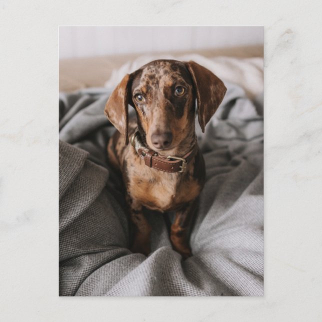 Carte Postale Animaux de bébés cutest | Dachshund Dachshund Dach (Devant)