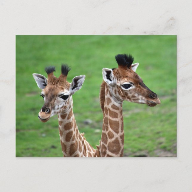 Carte Postale Animaux de bébés cutest | Deux Giraffes pour bébés (Devant)