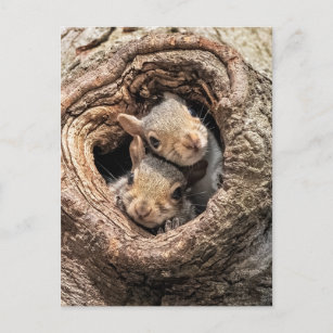 Carte Postale Animaux de bébés cutest   Deux jeunes écureuils