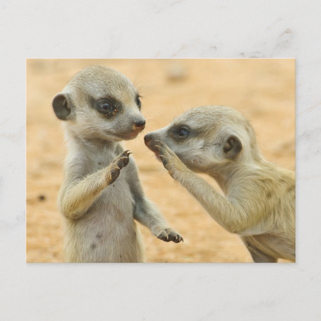 Carte Postale Animaux de bébés cutest | Deux jeunes Meerkats (Devant)