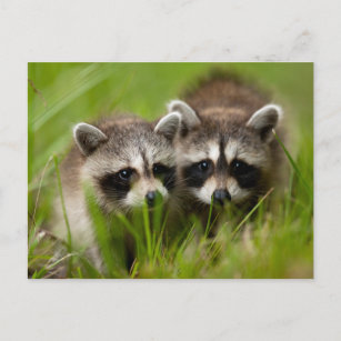 Carte Postale Animaux de bébés cutest   Deux jeunes ratons
