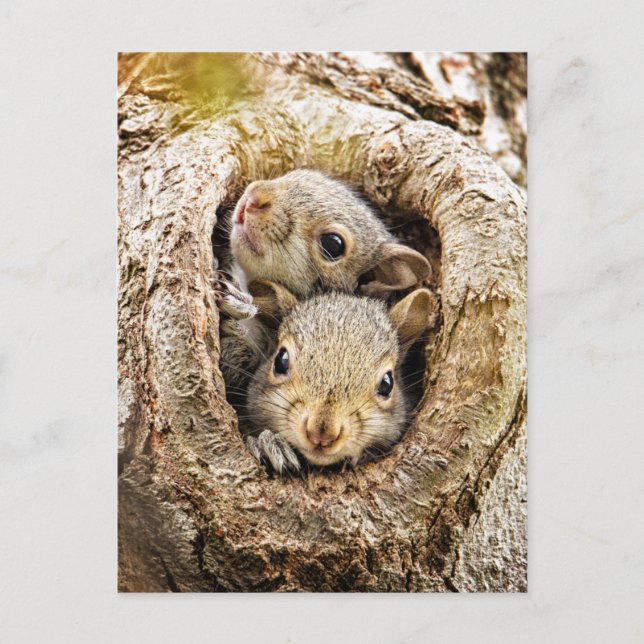 Carte Postale Animaux de bébés cutest | Écureuils curieux (Devant)