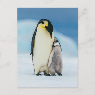 Carte Postale Animaux de bébés cutest   Empereur Penguin Chick