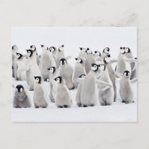 Carte Postale Animaux de bébés cutest   Empereur Penguin Chicks
