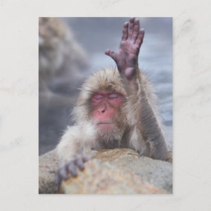 Carte Postale Animaux de bébés cutest   Face de singe de neige