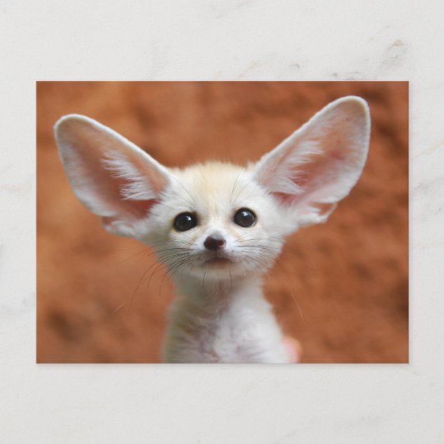 Carte Postale Animaux de bébés cutest | Fennec Fox Pup (Devant)