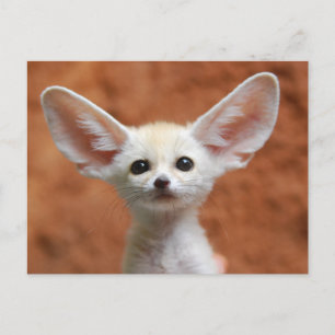 Carte Postale Animaux de bébés cutest   Fennec Fox Pup