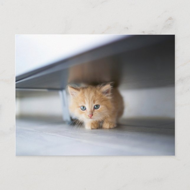 Carte Postale Animaux de bébés cutest | Fluffy Orange Kitten (Devant)