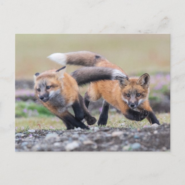 Carte Postale Animaux de bébés cutest | Fox Pups en jeu (Devant)