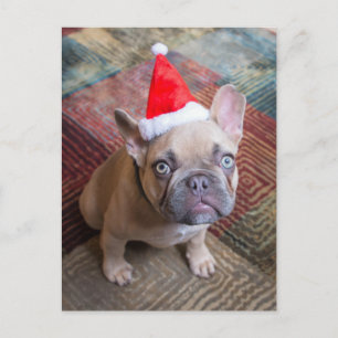 Carte Postale Animaux de bébés cutest   French Bulldog Christmas
