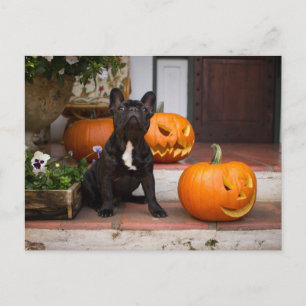 Carte Postale Animaux de bébés cutest French Bulldog Halloween
