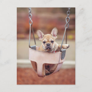 Carte Postale Animaux de bébés cutest French Bulldog Playgroun