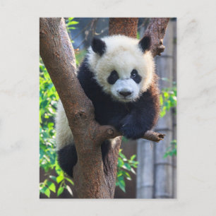 Carte Postale Animaux de bébés cutest Géant Panda Cub