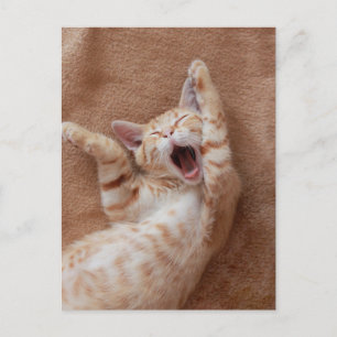 Carte Postale Animaux de bébés cutest   Ginger Kitten Yawning