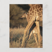 Animaux de bébés cutest | Girafe bébé et parent