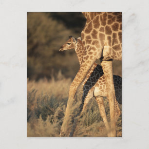 Carte Postale Animaux de bébés cutest   Girafe bébé et parent