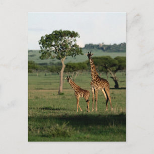 Carte Postale Animaux de bébés cutest Giraffe Calf & Mama