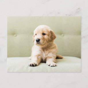 Carte Postale Animaux de bébés cutest   Golden Retriever Puppy