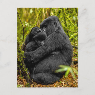 Carte Postale Animaux de bébés cutest   Gorilla & bébé