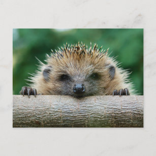 Carte Postale Animaux de bébés cutest   Hedgehog Smile