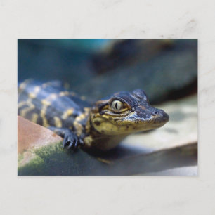 Carte Postale Animaux de bébés cutest   Jeune alligator
