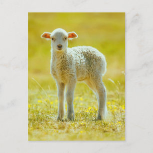 Carte Postale Animaux de bébés cutest   Jeune mouton