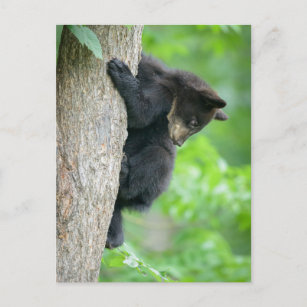 Carte Postale Animaux de bébés cutest   Jeune ours Ours Noir