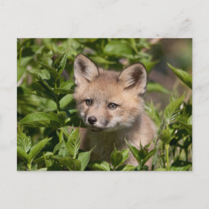 Carte Postale Animaux de bébés cutest   Kit Fox