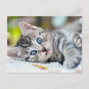 Carte Postale Animaux de bébés cutest   Kitten aux yeux bleus