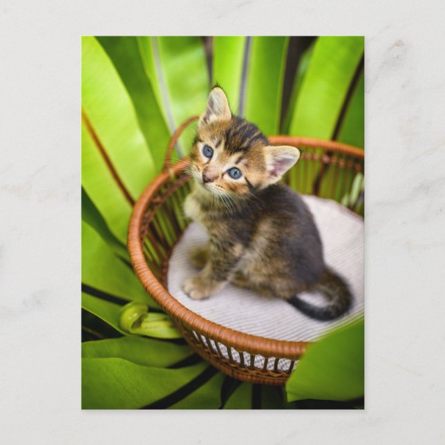 Carte Postale Animaux de bébés cutest | Kitten dans le panier (Devant)