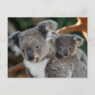 Carte Postale Animaux de bébés cutest   Koala et Joey