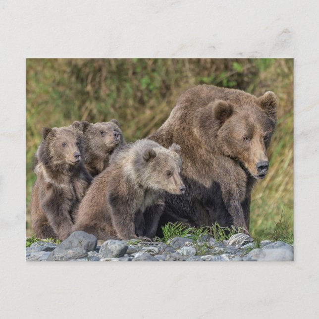 Carte Postale Animaux de bébés cutest | Kodiak Mama Bear & Cubs (Devant)