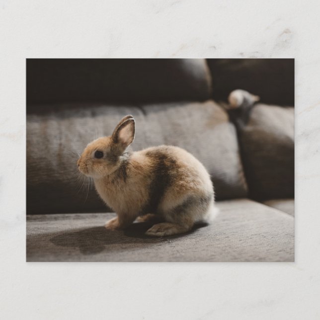 Carte Postale Animaux de bébés cutest | Lapin nain de Pays-Bas (Devant)