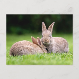 Carte Postale Animaux de bébés cutest   Lapins de lapin sauvage