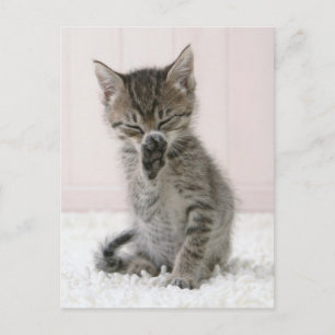 Carte Postale Animaux de bébés cutest Licking Tabby Kitten