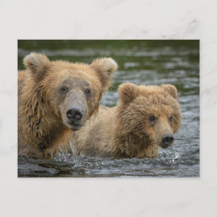Carte Postale Animaux de bébés cutest   Mama Bear & Her Cubs