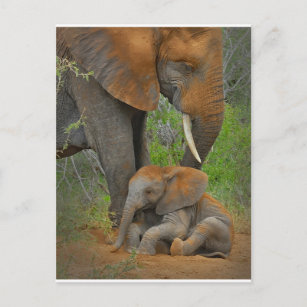 Carte Postale Animaux de bébés cutest   Mama Elephant & Baby