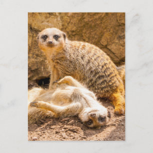 Carte Postale Animaux de bébés cutest   Meerkats joueurs
